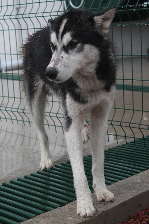 ლაიკა უსახელო