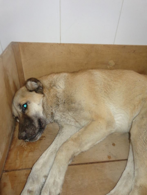 ქართული ქოფაკი უსახელო