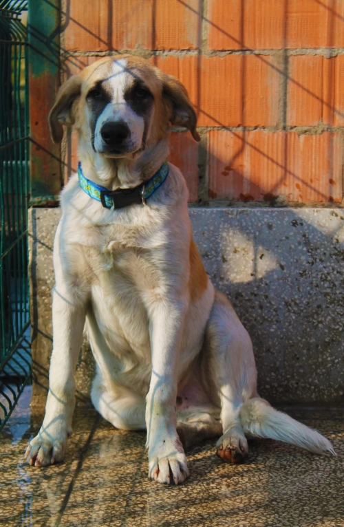 მეტისი უსახელო