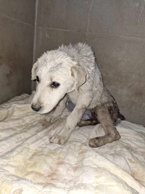 მეტისი ვარკეთილი მე 4 მკ.