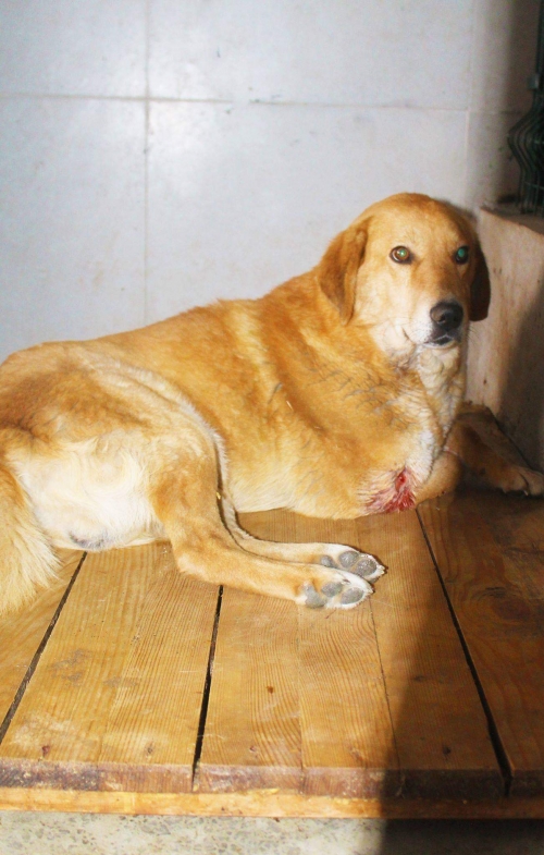 მეტისი უსახელო