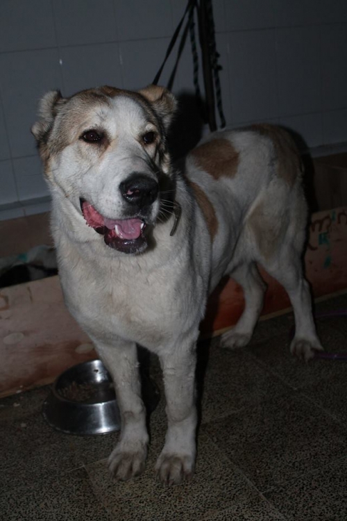 ქართული ნაგაზი ლინდა