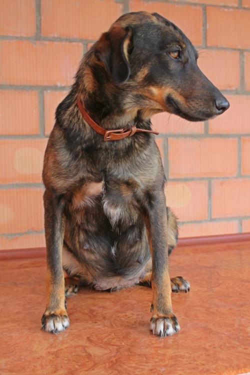 მეტისი ლესი