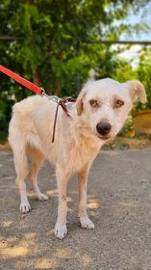 მეტისი რუსთავი