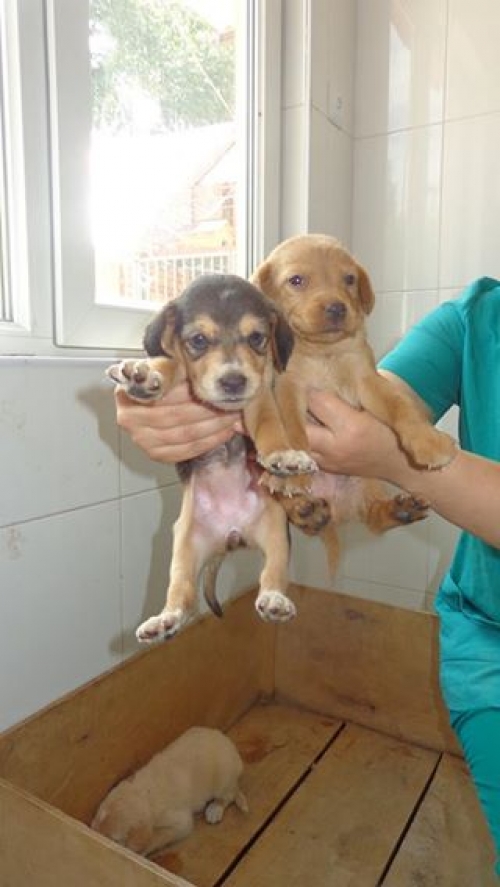 მეტისი უსახელო