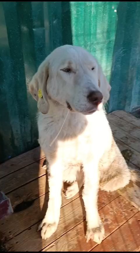 მეტისი. მზიური