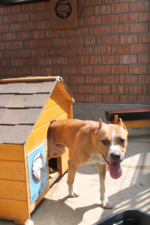 პიტი ბუჩი