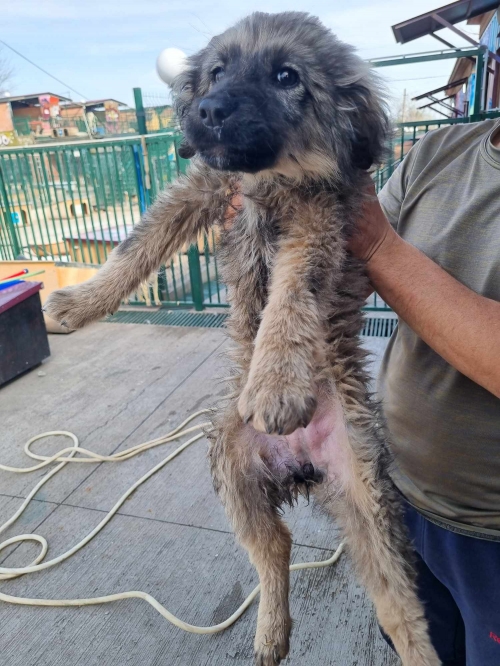 მეტისი ელიავას ბაზრობა