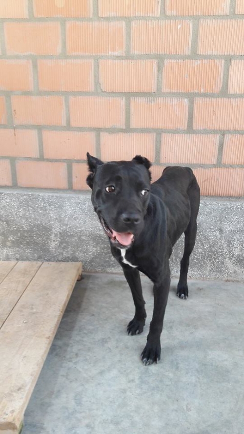 კანე კორსო უსახელო