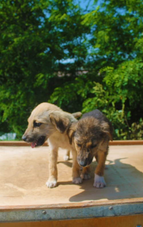 მეტისი უსახელო