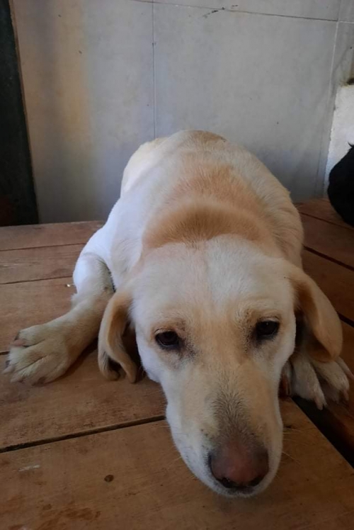 მეტისი წავკისი