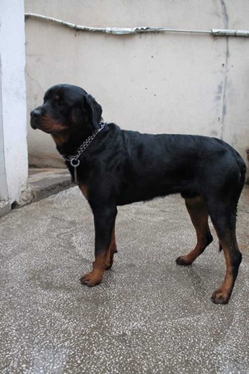 როტვეილერი როტი