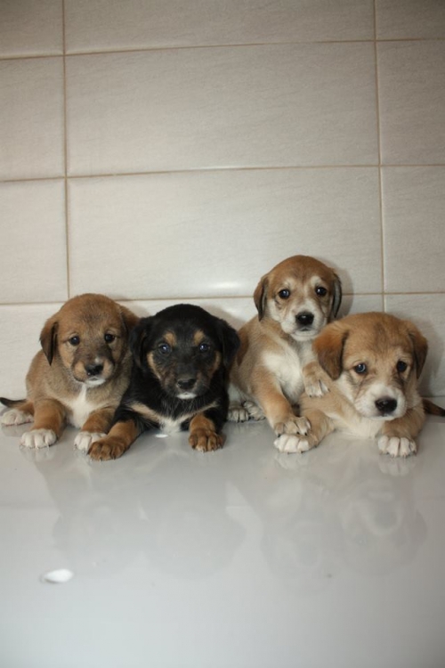 მეტისის ლეკვები უსახელო