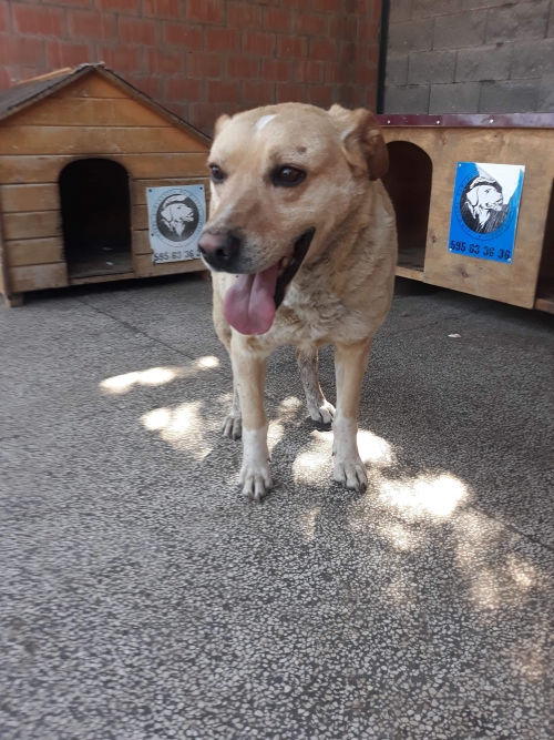 მეტისი პლუტო