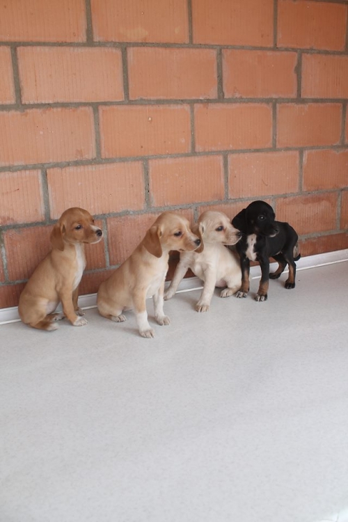 ლაბრადორის მეტისი უსახელო