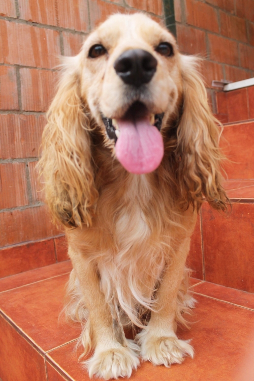 კოკერსპანიელი უსახელო