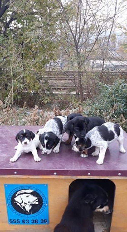 მეტისი უსახელო