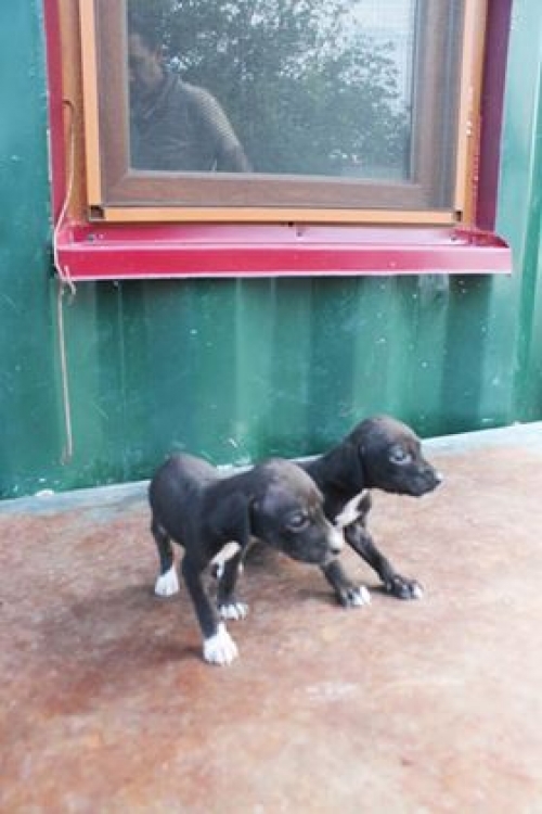 მეტისის ლეკვები უსახელო