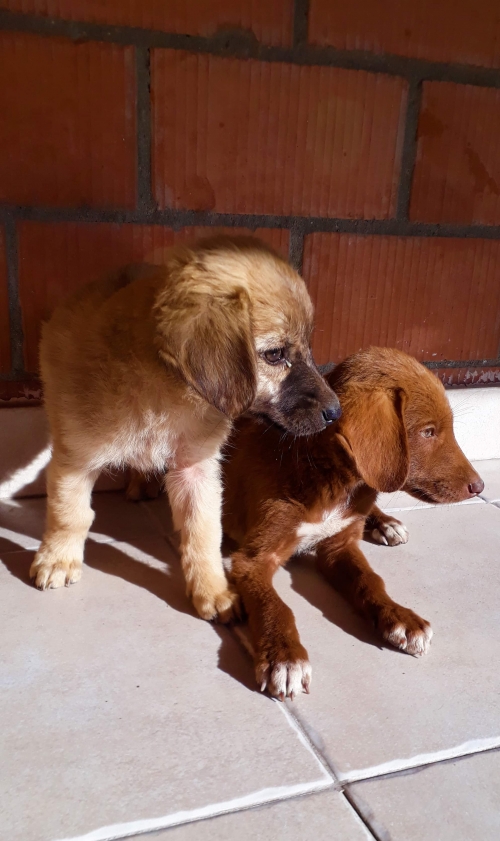 მეტისი უსახელო