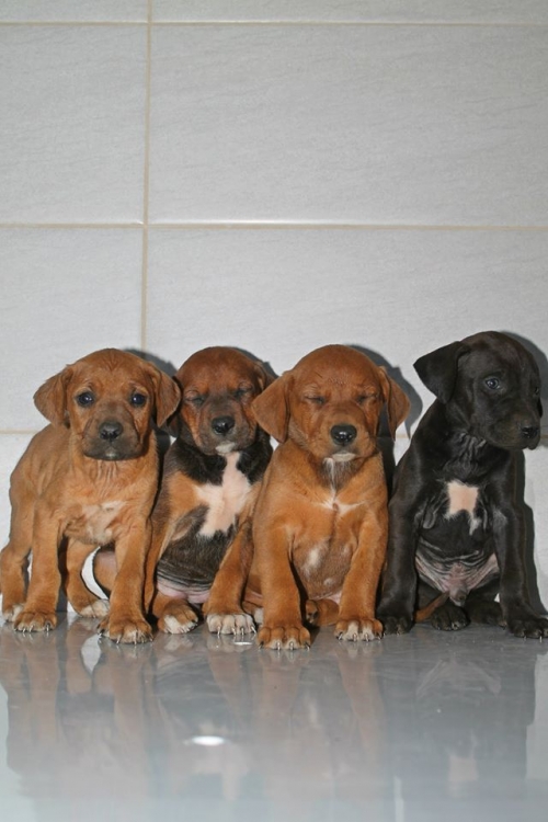 გონჩის მეტისი უსახელო