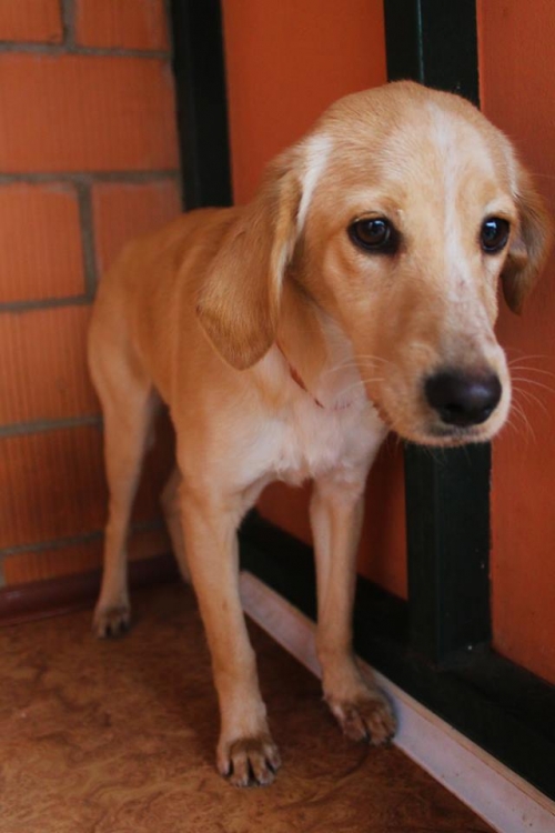 კოკერსპანელის მეტისი უსახელო