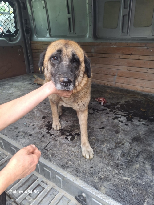 მეტისი ავჭალა