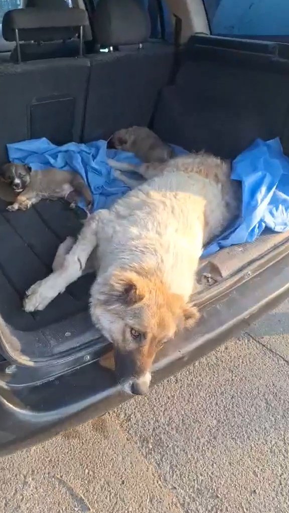 მარნეული დედა და 2 ლეკვი