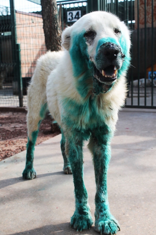 ქართული ქოფაკი უსახელო