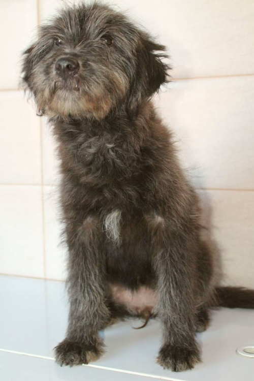 ბალონკის მეტისი უსახელო