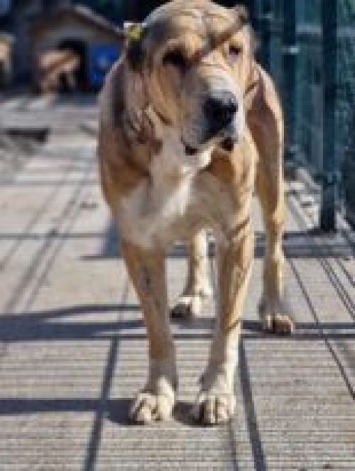 ქართული ნაგაზი გადმოყვანილია ცხოველთა მონიტორნგის სამსახურიდან