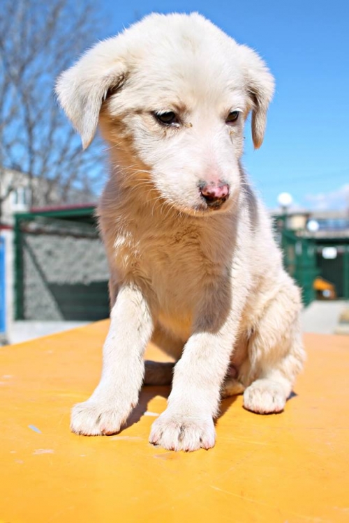 მეტისი უსახელო