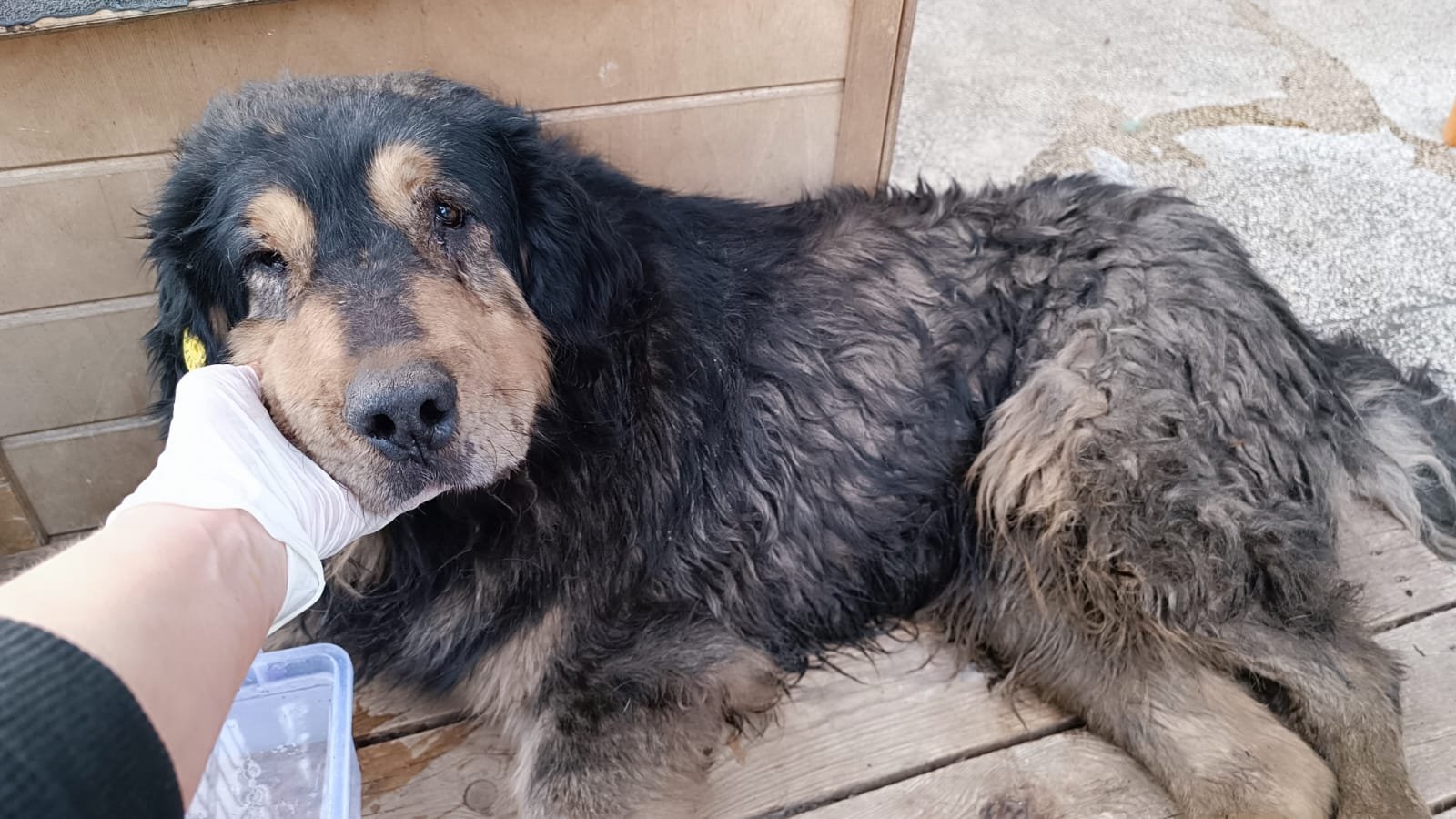 მეტისი. გლდანი ე. ხარაძის ქუჩა