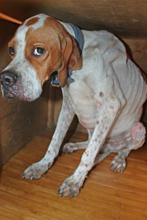 პოინტერი უსახელო