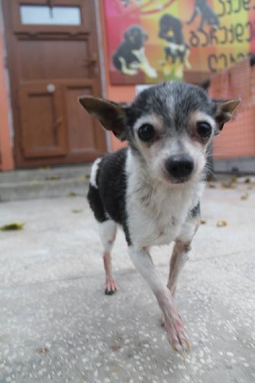 ტოი ტერიერ კაპი