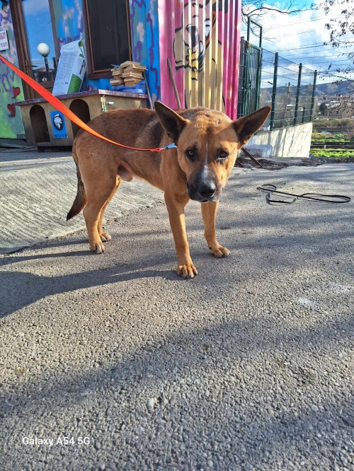 მეტისი გამსახურდიას ქუჩა 60 ნომერი