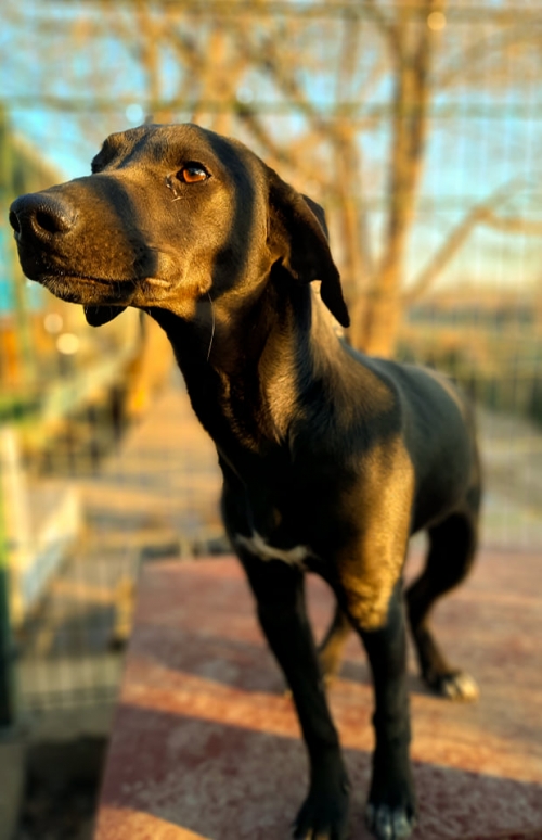 მეტისი აფრიკა ჭიჭინაძე