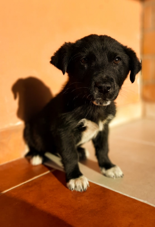 ქართული ნაგაზი უსახელო