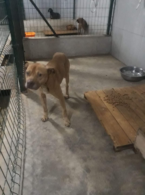 პიტი უსახელო