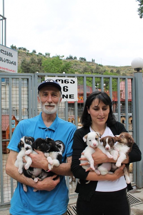 მეტისის ლეკვები უსახელო