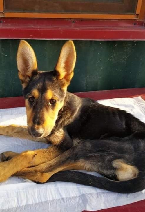 გერმანული ნაგაზი მუხიანი მე 4 მკ.ბ კორპ