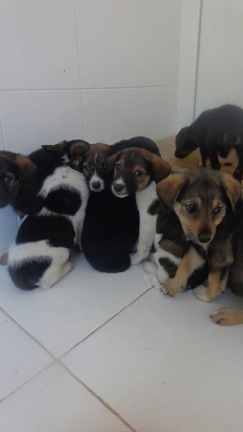 მეტისის ლეკვები უსახელოები