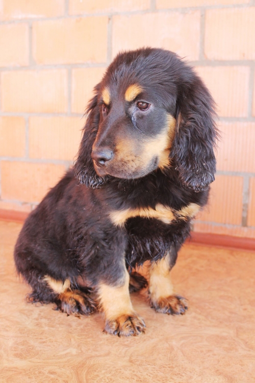 რუსული კოკერ სპანელი უსახელო