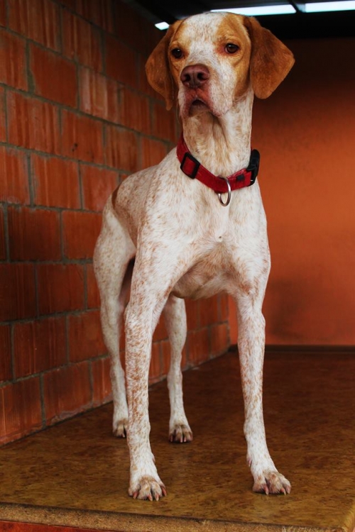 პოინტერი ბილი