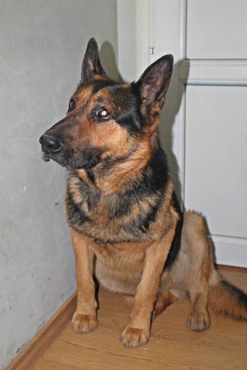 გერმანული ნაგაზი უსახელო