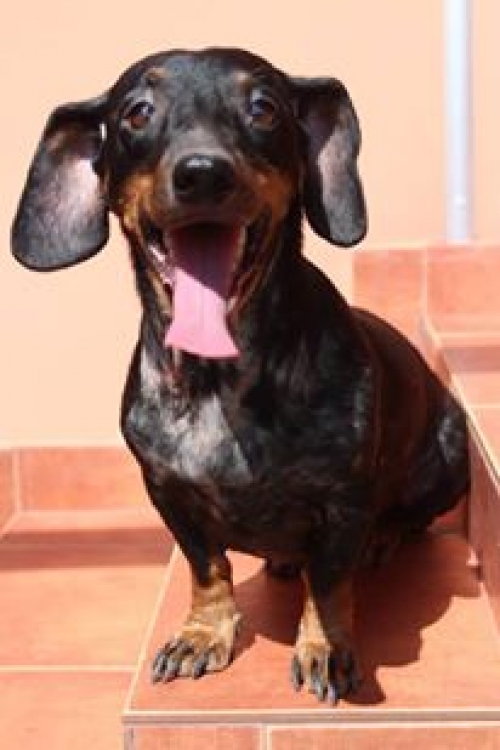 ტაქსა მარგო