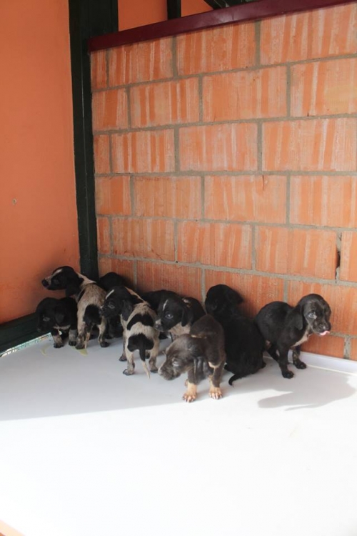 კურცხაალის მეტისი უსახელო