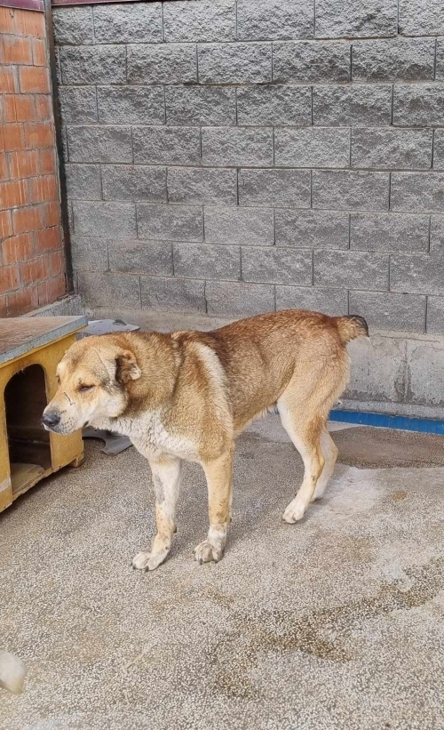 ქართული ნაგაზი ჟინვალი