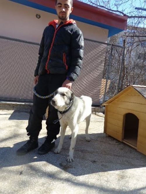 ქართული ქოფაკი უსახელო