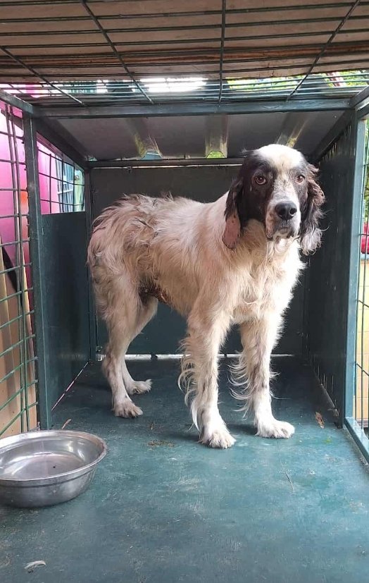 სეტერი. ქობულეთი