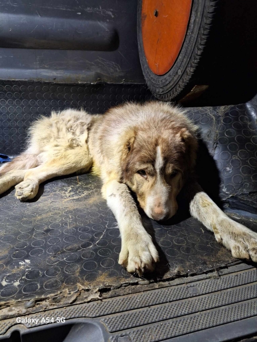 ქართული ნაგაზი ბოლნისი